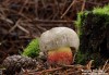 hřib kříšť (Houby), Boletus calopus (Fungi)